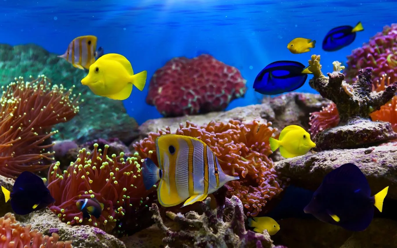 Fish and Corals screenshot 1