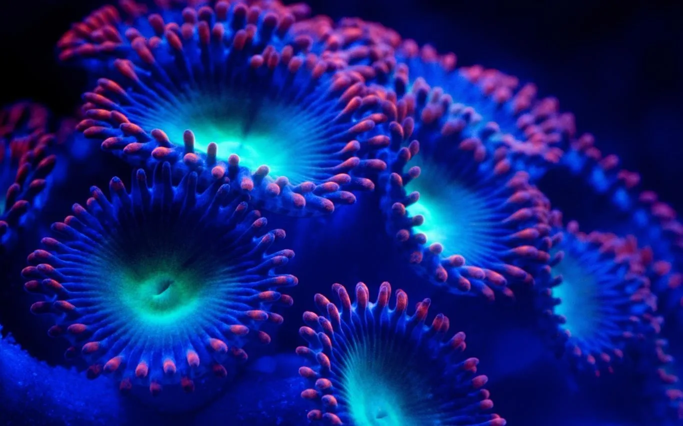 Fish and Corals screenshot 2