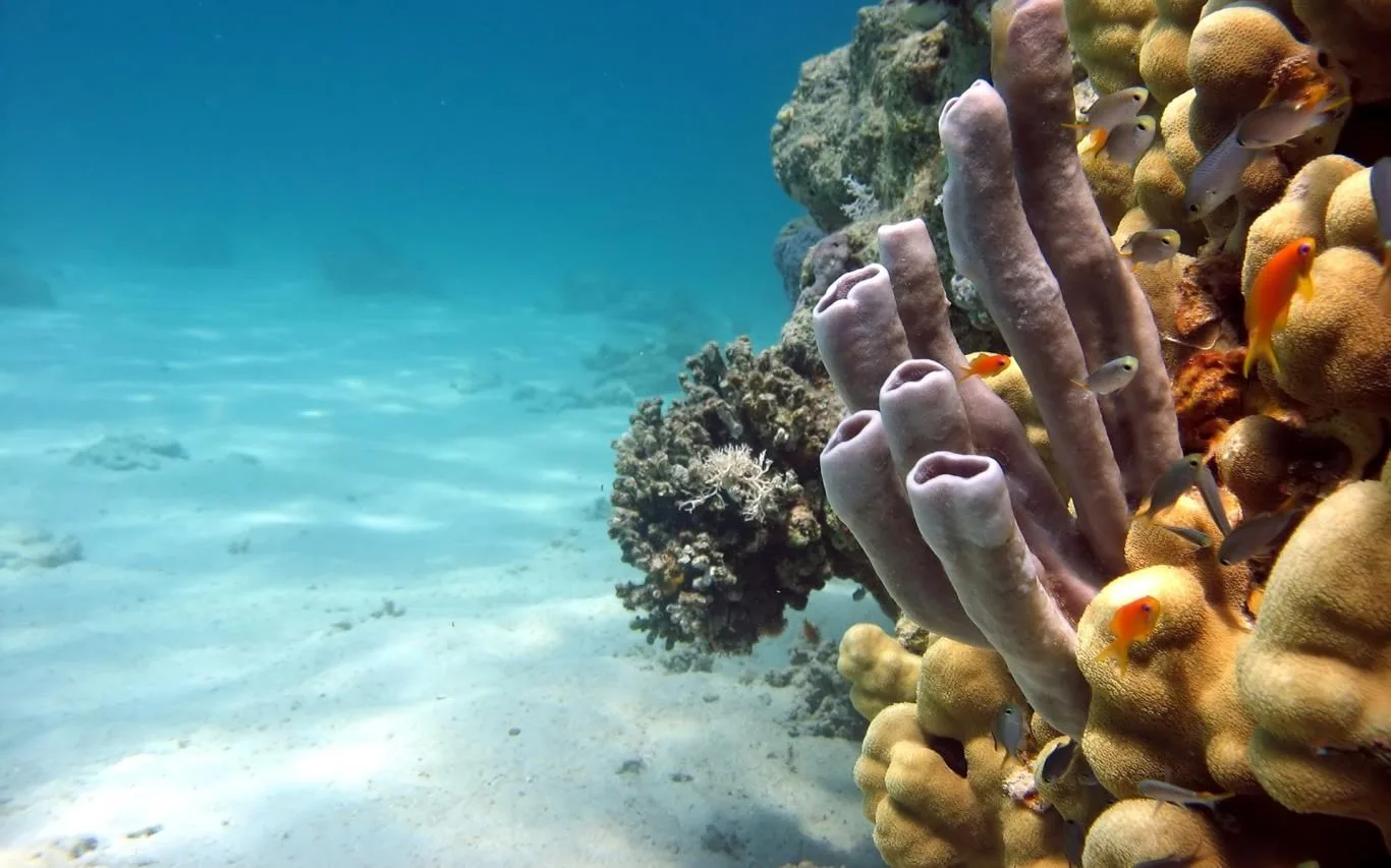 Fish and Corals screenshot 3