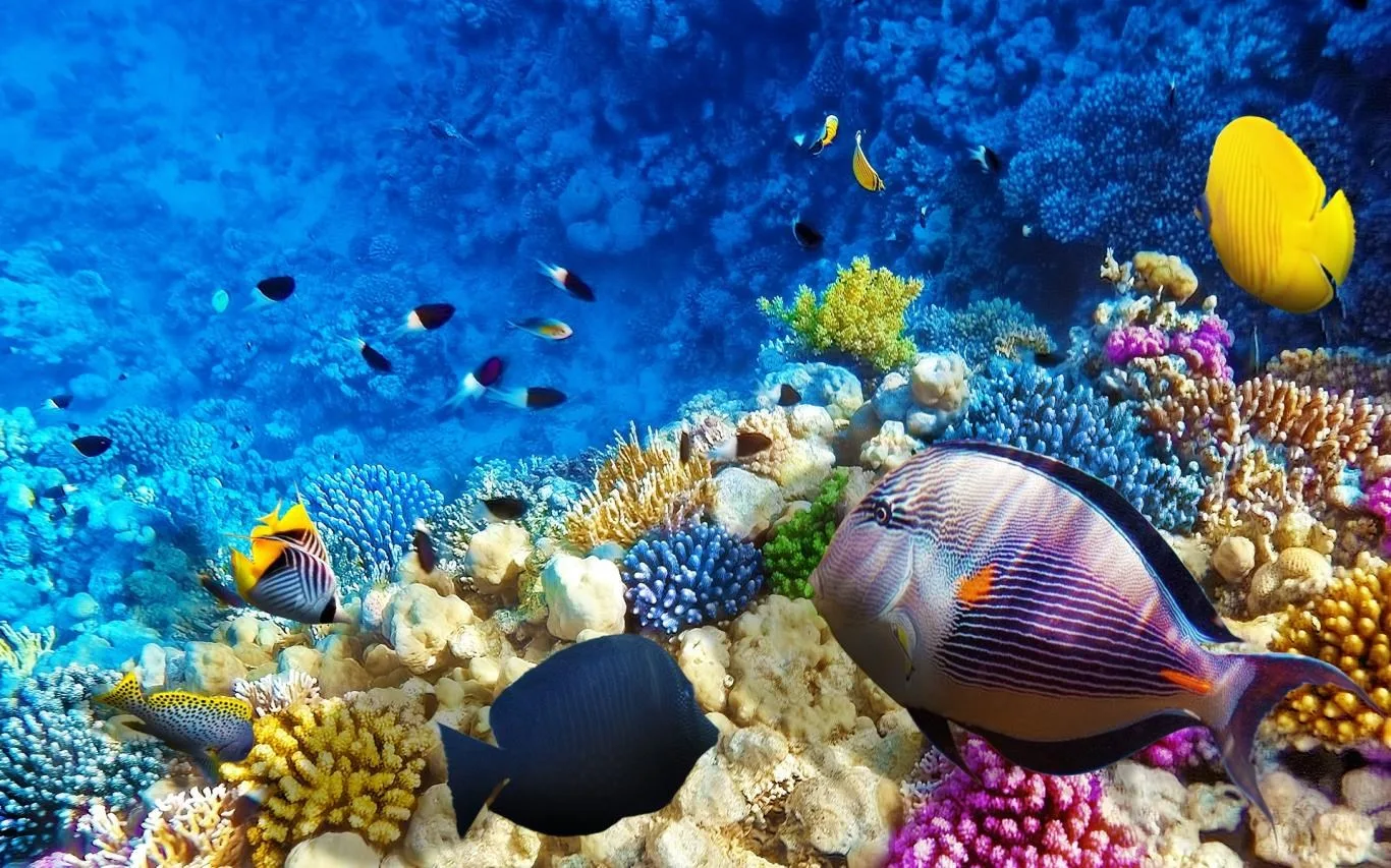 Fish and Corals screenshot 4