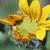 Spring Blooms by Rebecca Heigel