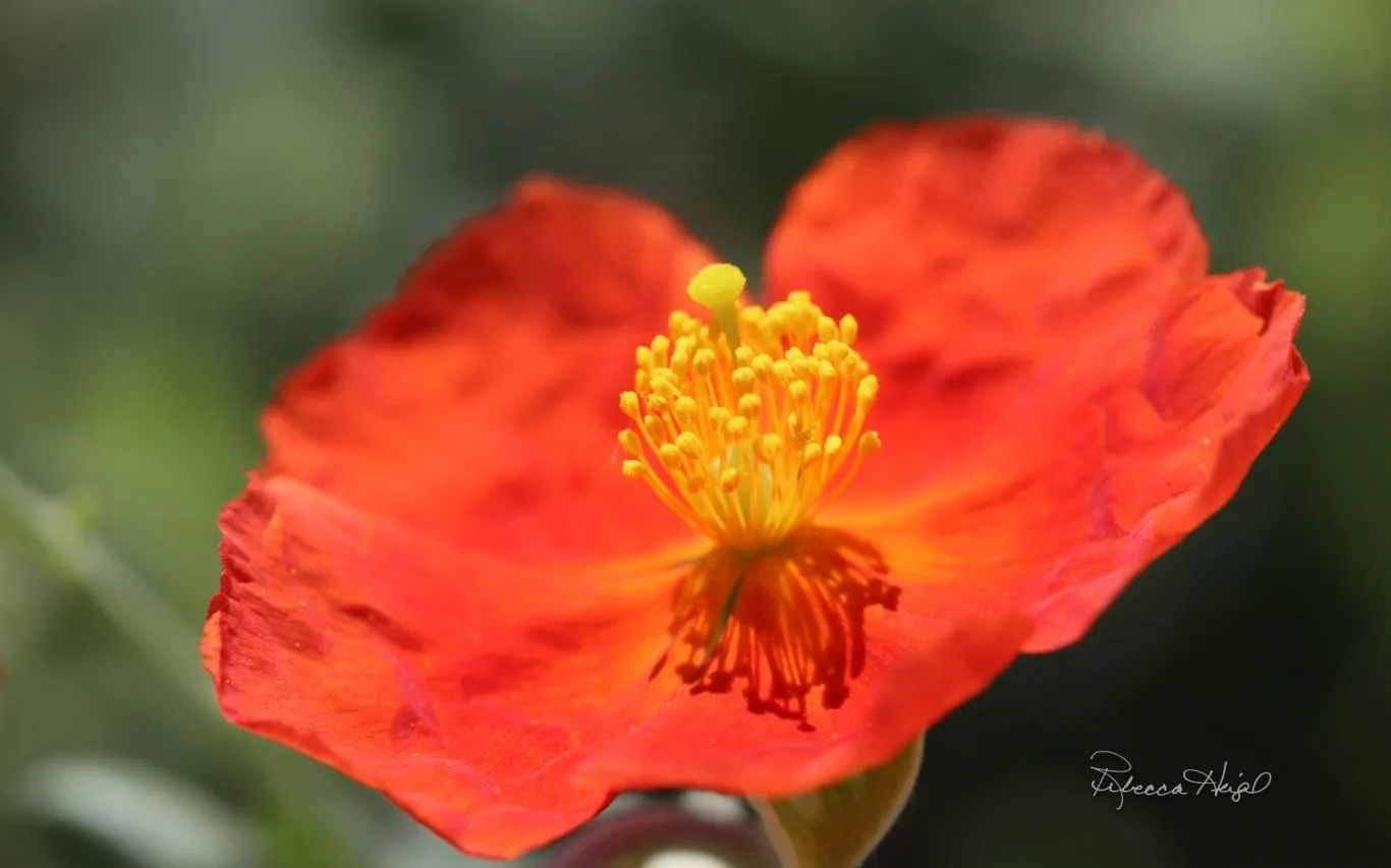 Spring Blooms by Rebecca Heigel screenshot 1