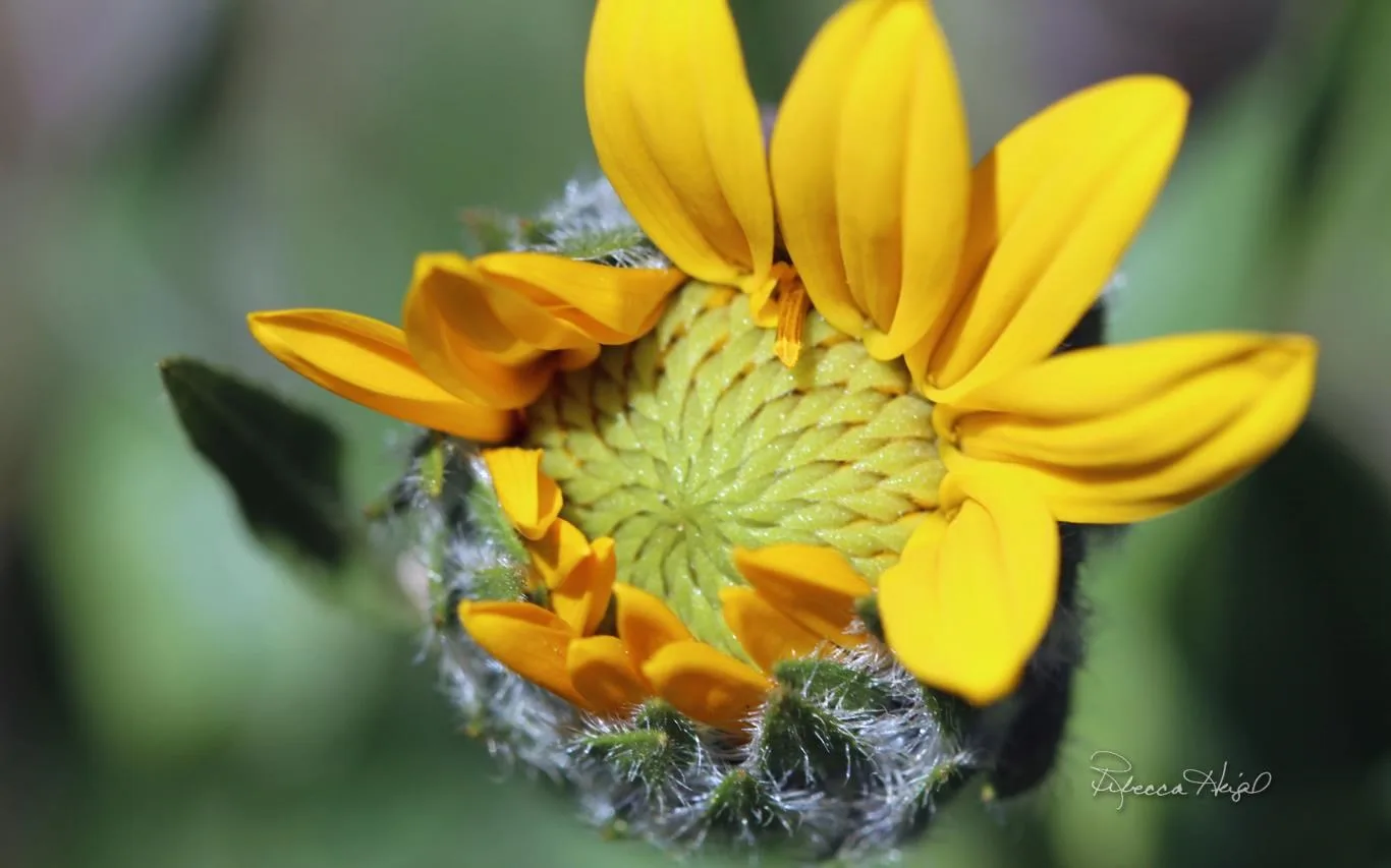 Spring Blooms by Rebecca Heigel screenshot 2
