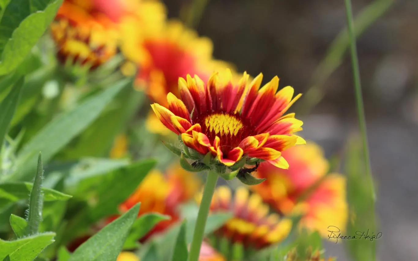 Spring Blooms by Rebecca Heigel screenshot 3