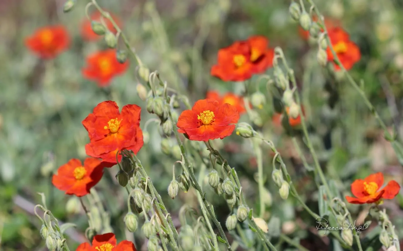 Spring Blooms by Rebecca Heigel screenshot 4