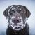 Dogs in Winter