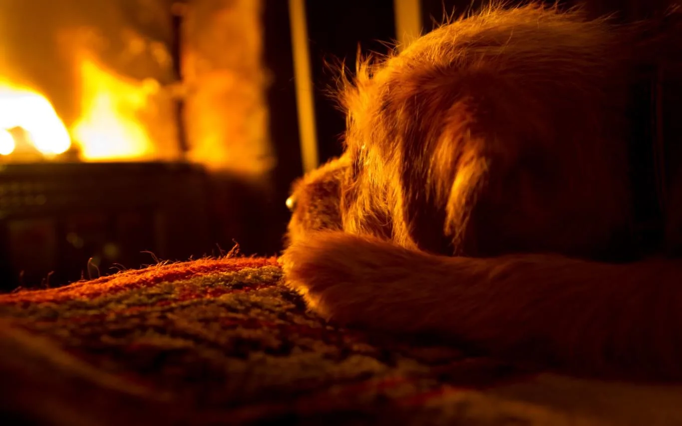 Dogs in Winter screenshot 1