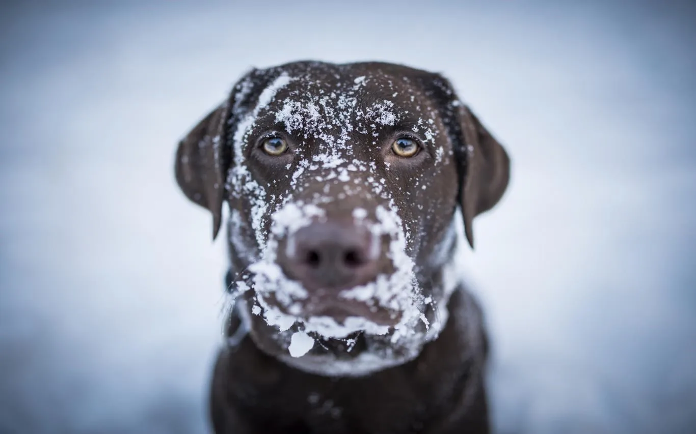 Dogs in Winter screenshot 2