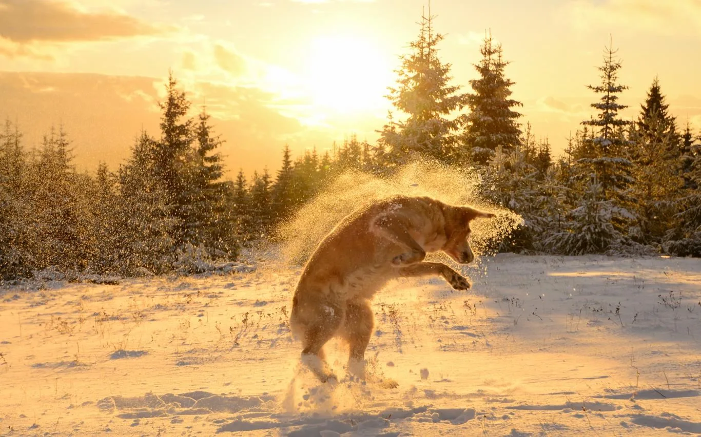 Dogs in Winter screenshot 3