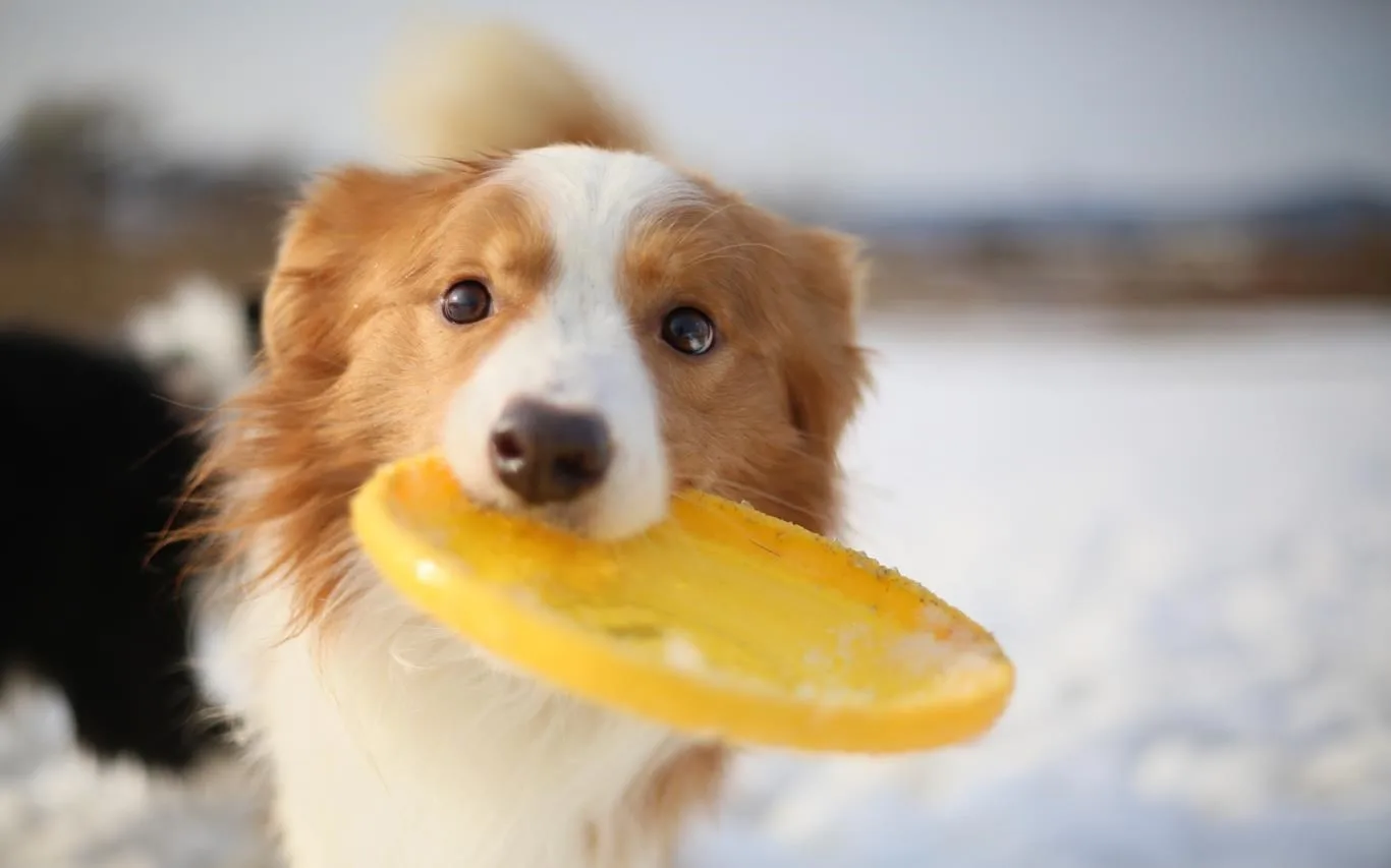 Dogs in Winter screenshot 4