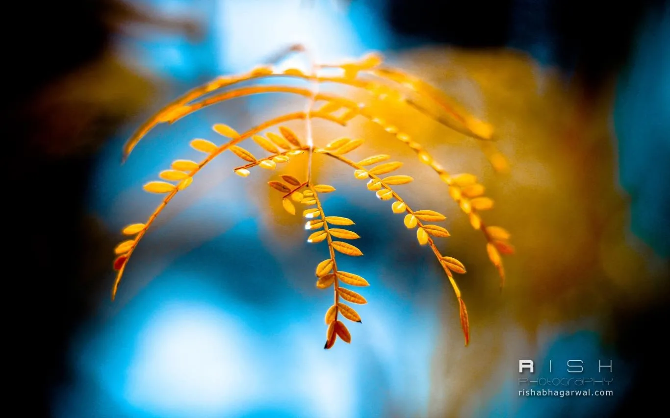 Moments Captured by Rish Agarwal screenshot 1