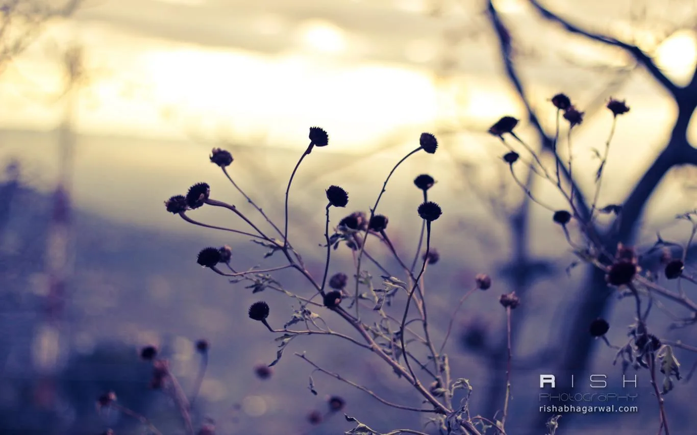 Moments Captured by Rish Agarwal screenshot 4