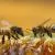 Explore Beekeeping