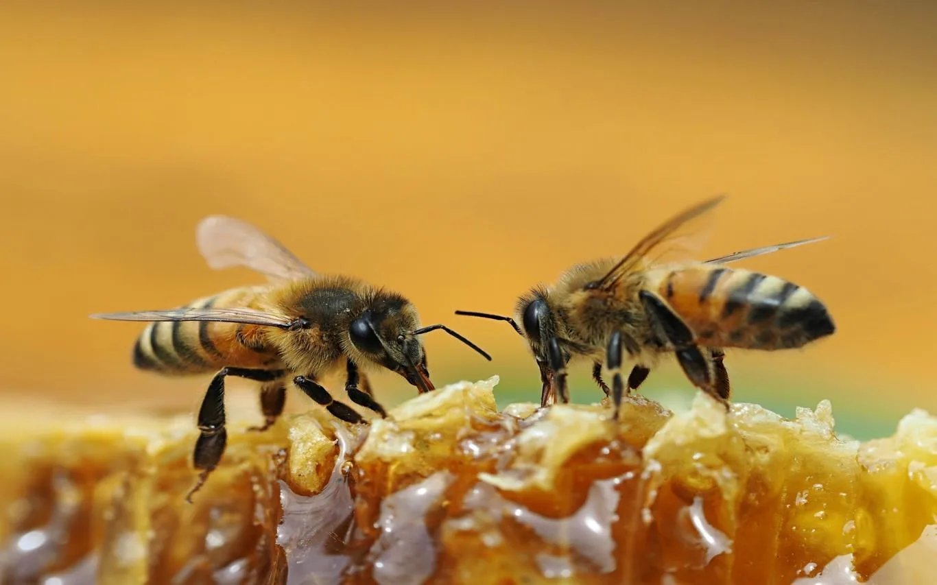 Explore Beekeeping screenshot 1