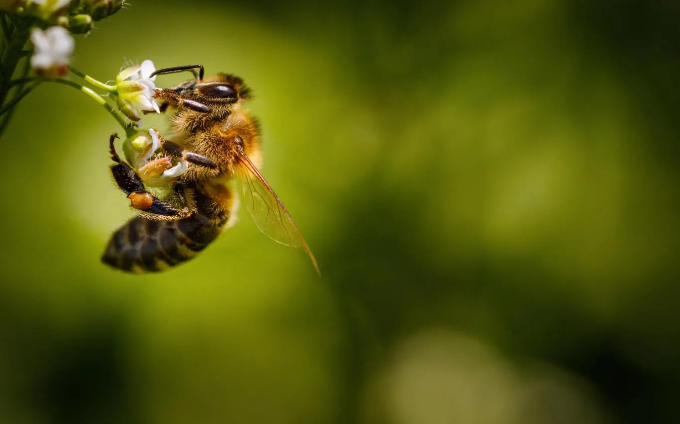 Explore Beekeeping screenshot 3