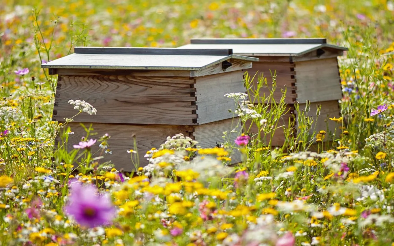 Explore Beekeeping screenshot 4