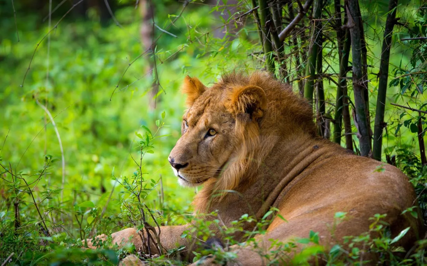 Wildlife of India screenshot 1