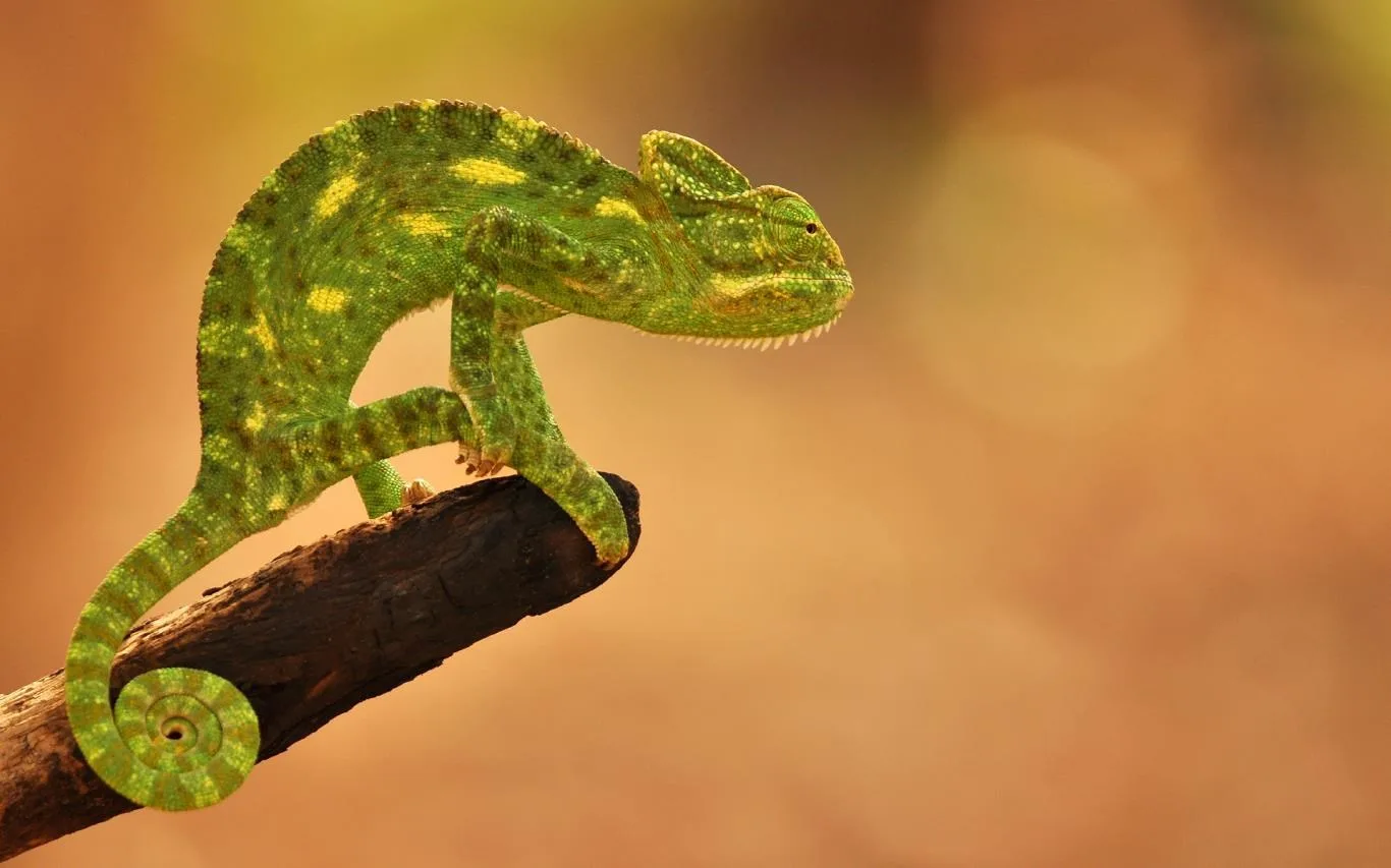 Wildlife of India screenshot 2