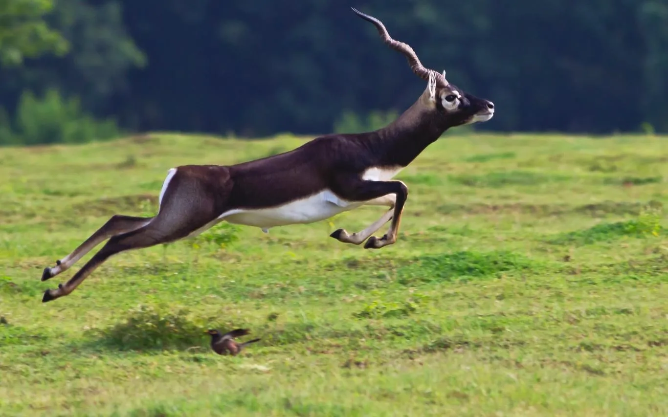 Wildlife of India screenshot 3