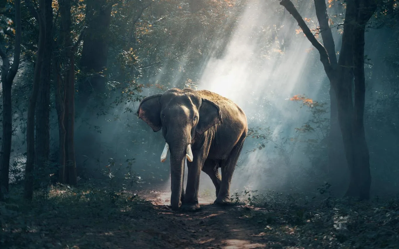 Wildlife of India screenshot 4