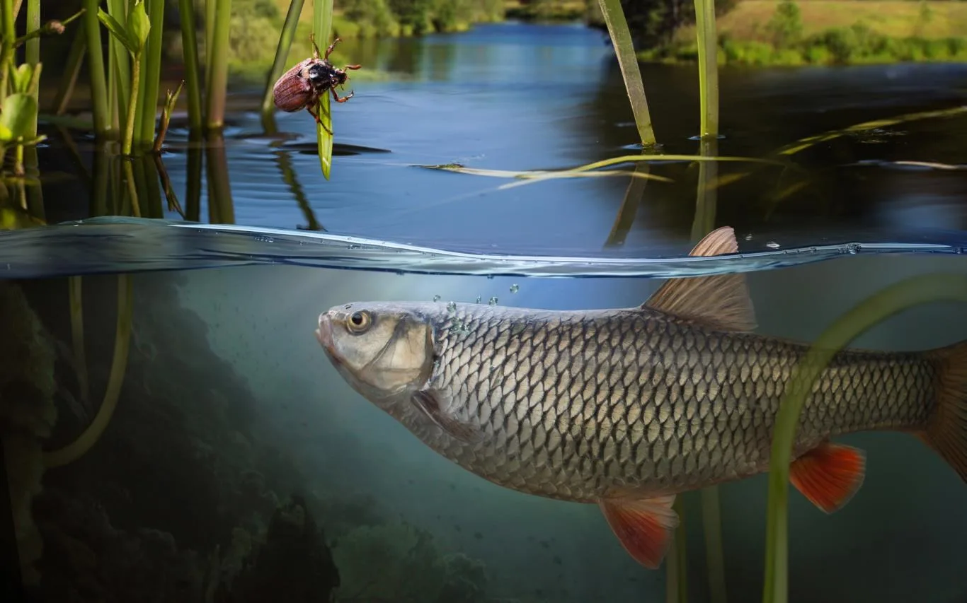 Fishing Spot screenshot 2