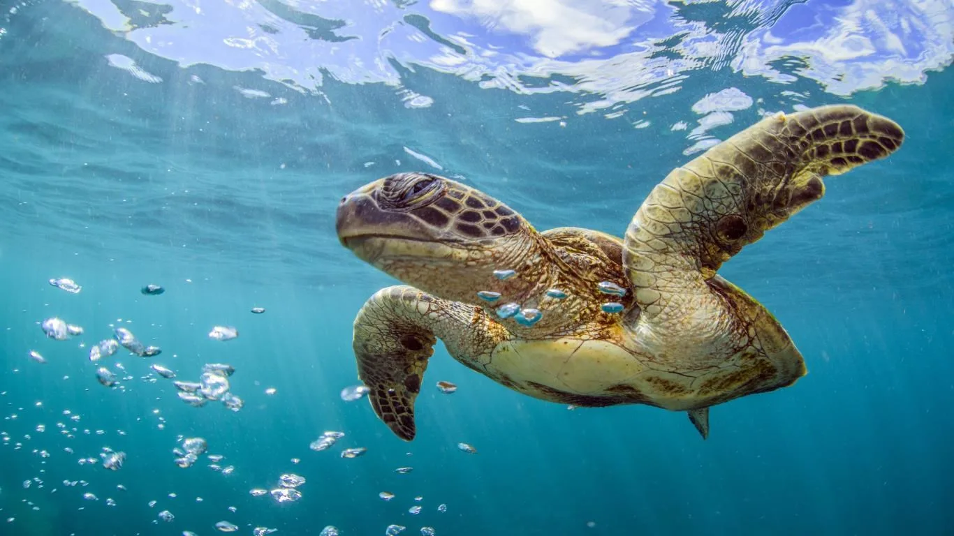 World Oceans Day screenshot 1