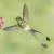 National Geographic Hummingbirds