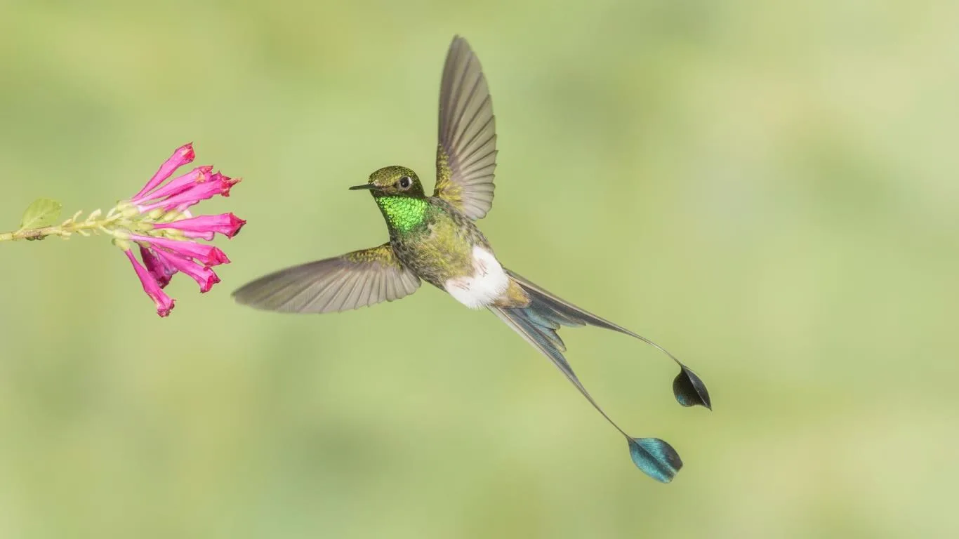 National Geographic Hummingbirds screenshot 1