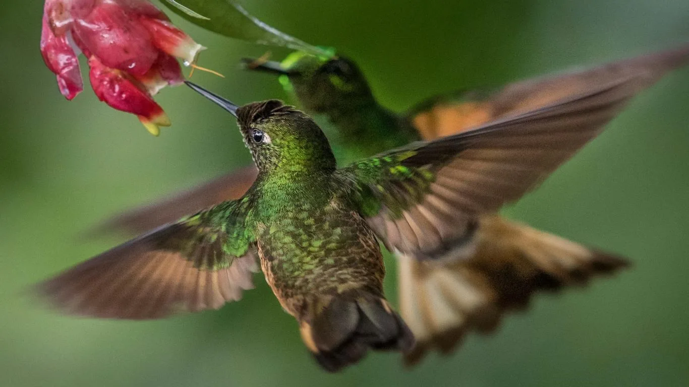 National Geographic Hummingbirds screenshot 2
