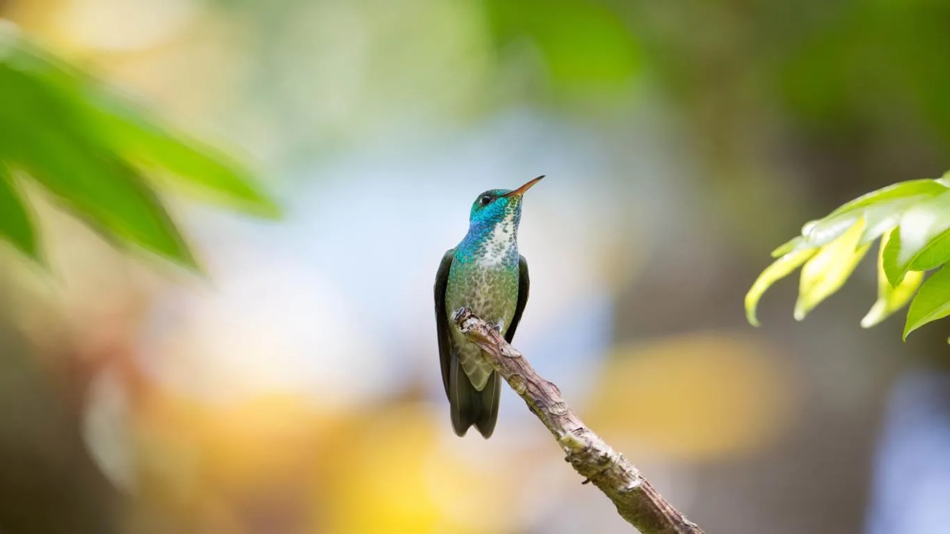 National Geographic Hummingbirds screenshot 3