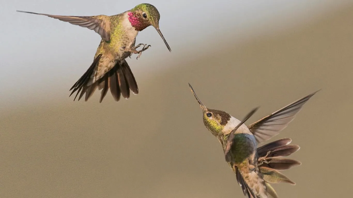National Geographic Hummingbirds screenshot 4
