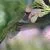 Hummingbirds by Desiree Skatvold