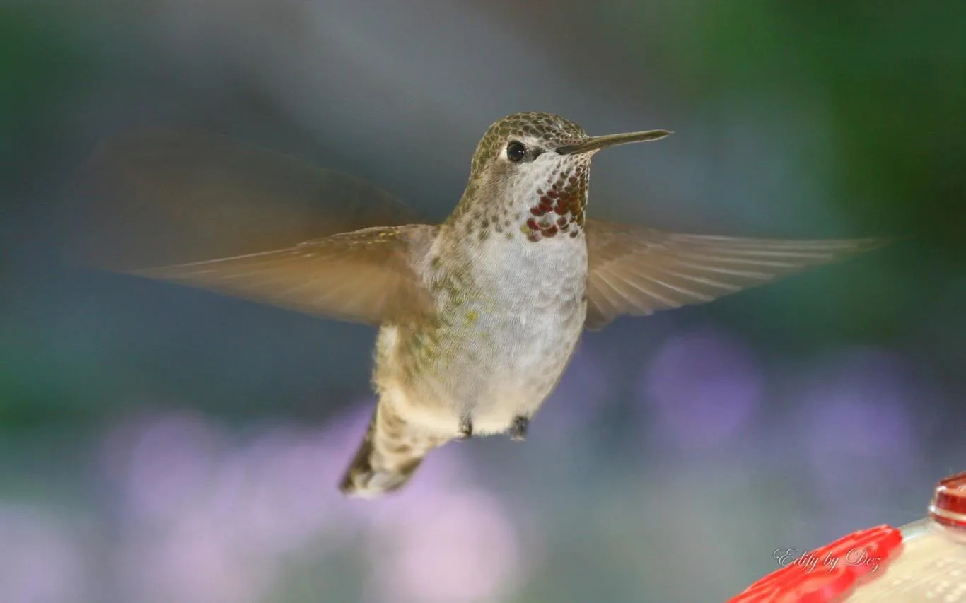 Hummingbirds by Desiree Skatvold screenshot 1