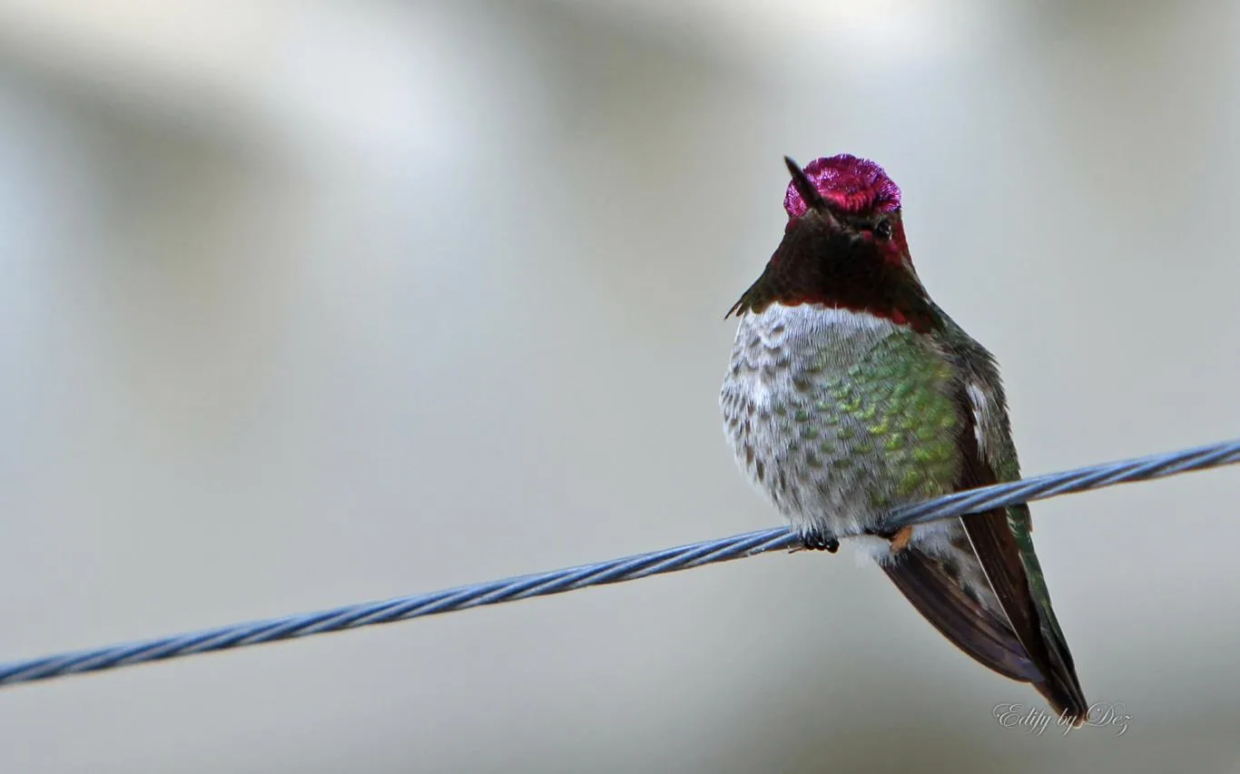 Hummingbirds by Desiree Skatvold screenshot 2