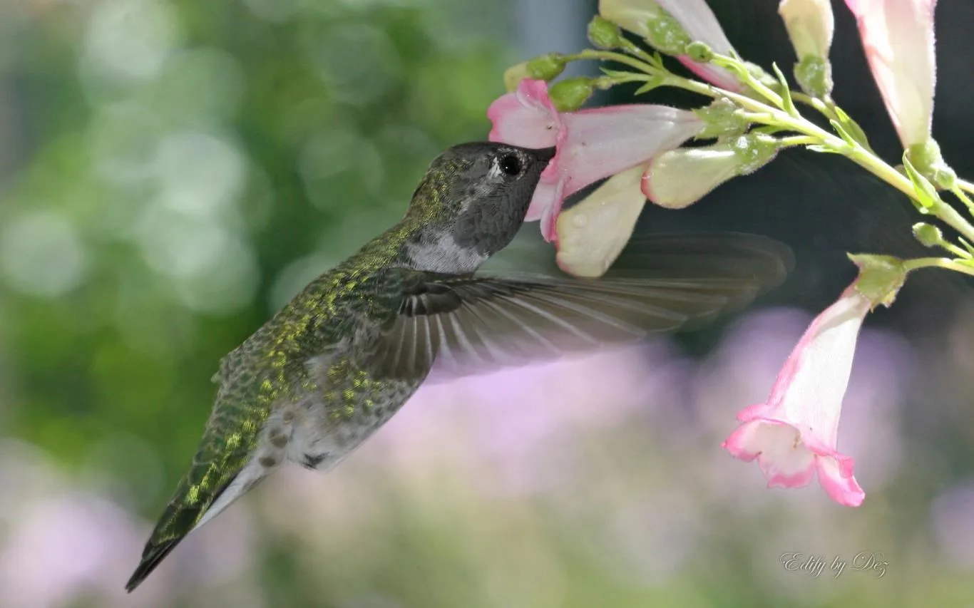 Hummingbirds by Desiree Skatvold screenshot 3