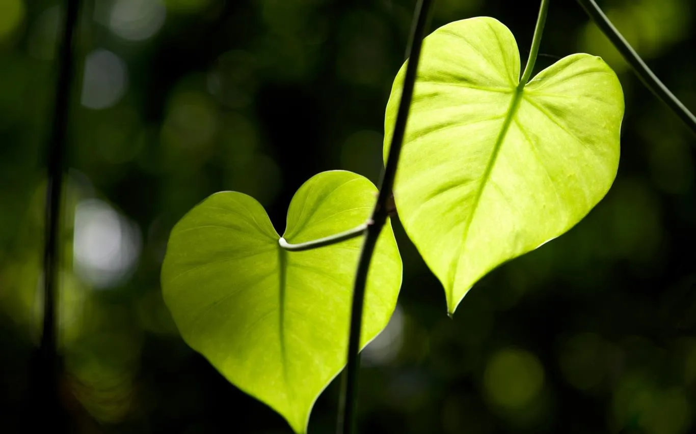 Hearts in Nature screenshot 1