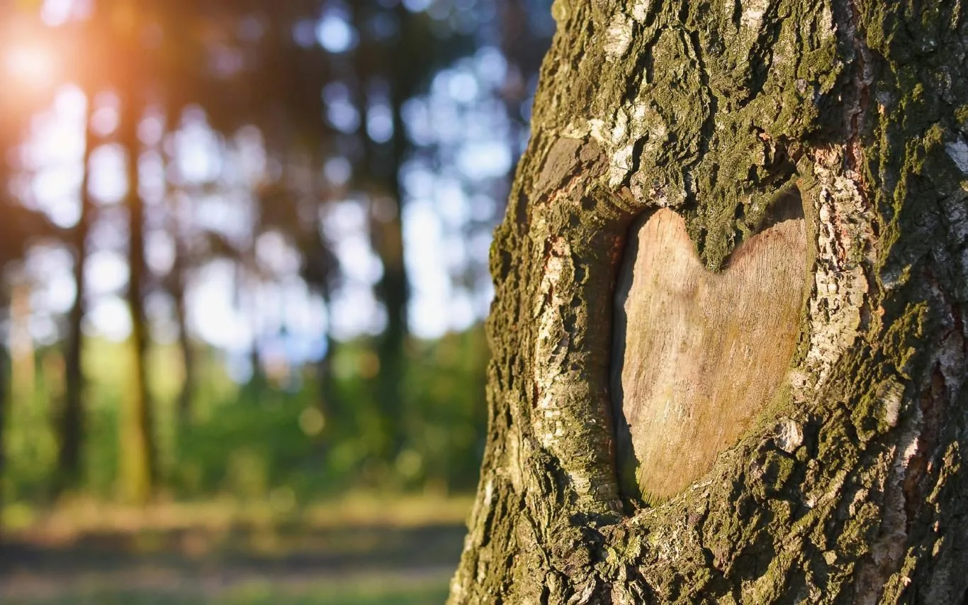 Hearts in Nature screenshot 4