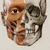 3D Anatomy for the Artist