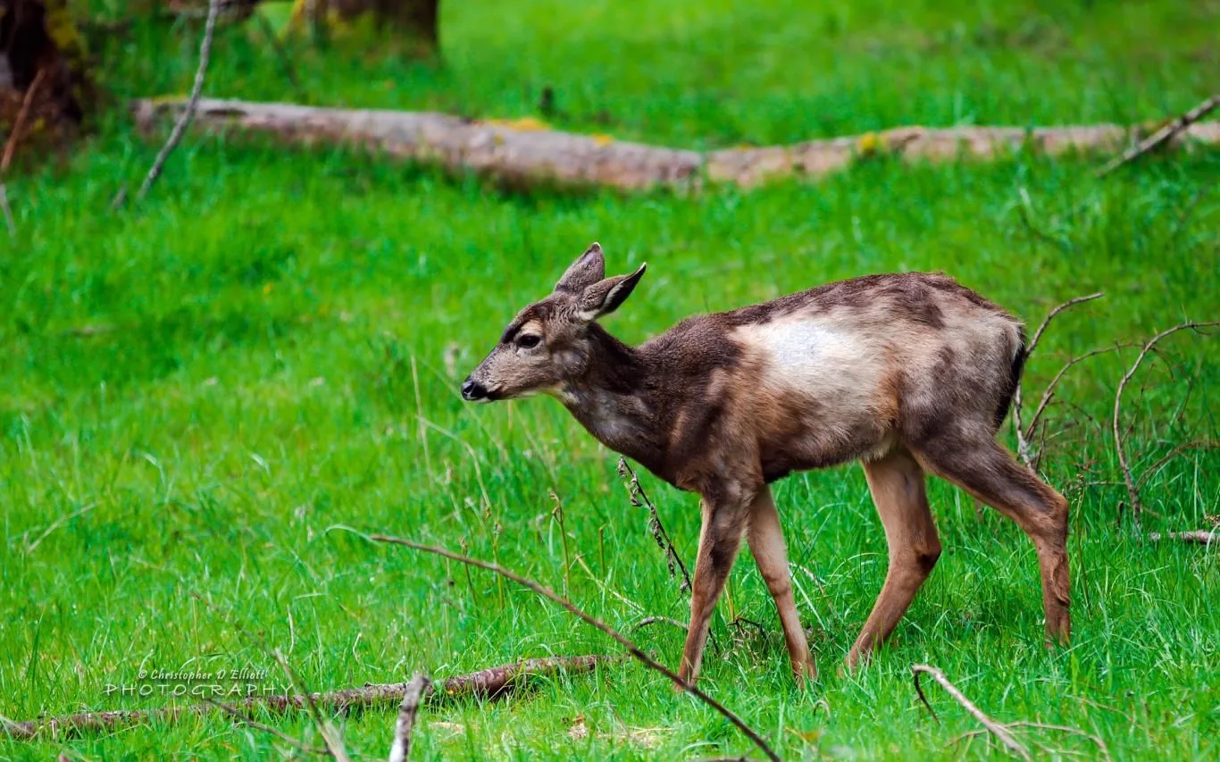PNW Wildlife by Christopher D Elliott screenshot 1
