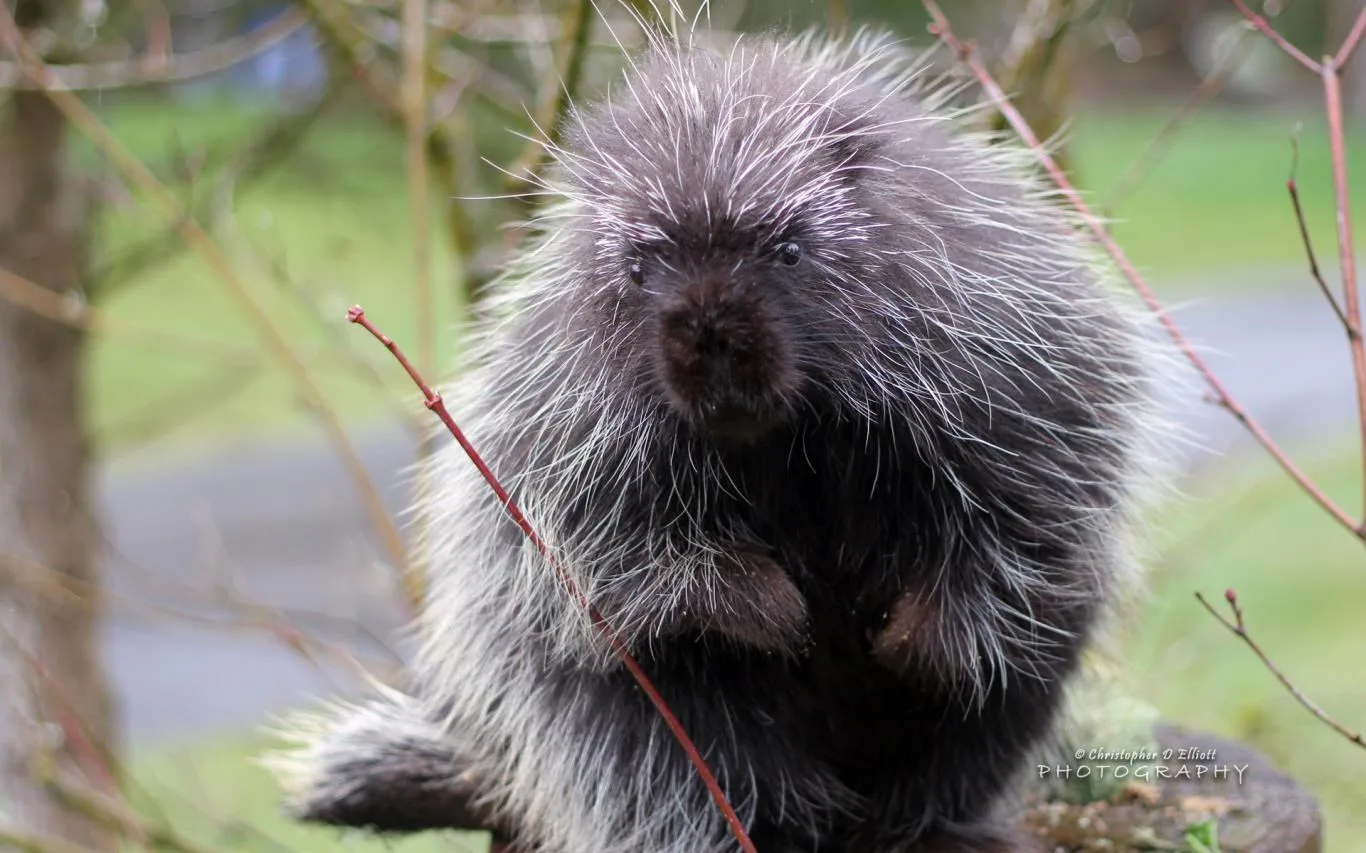 PNW Wildlife by Christopher D Elliott screenshot 2