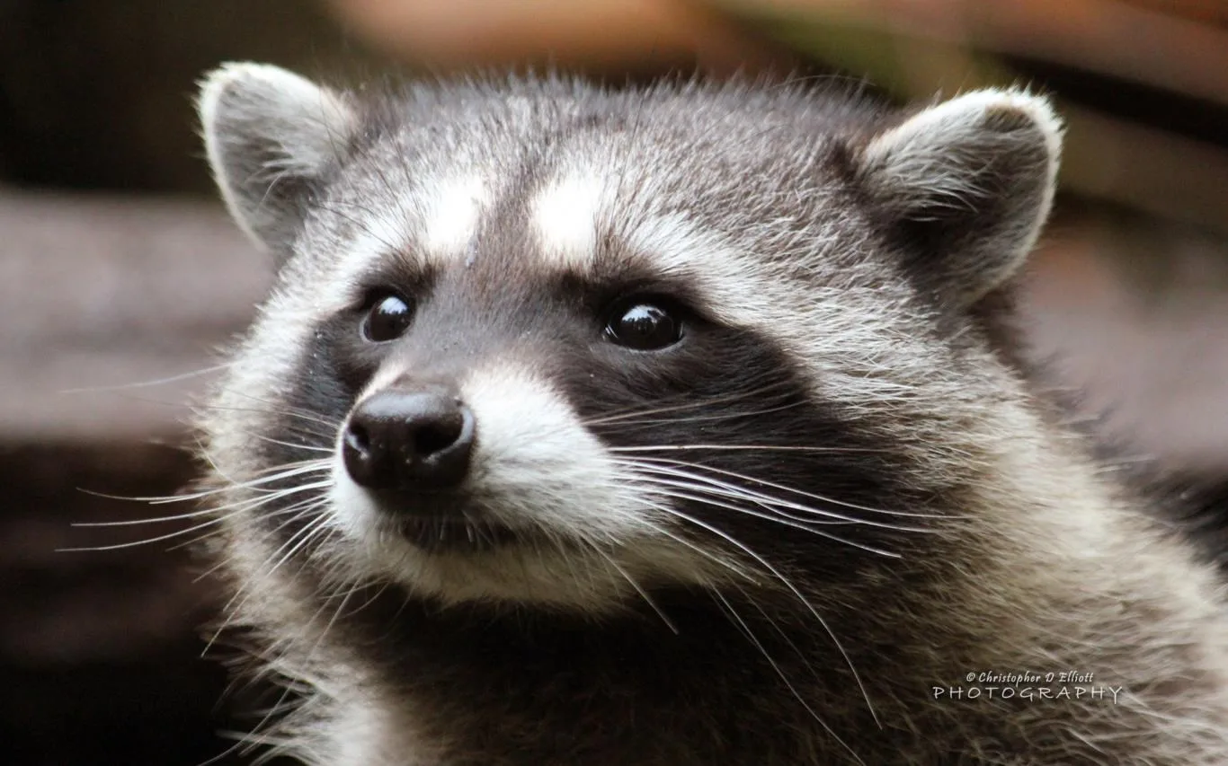 PNW Wildlife by Christopher D Elliott screenshot 3