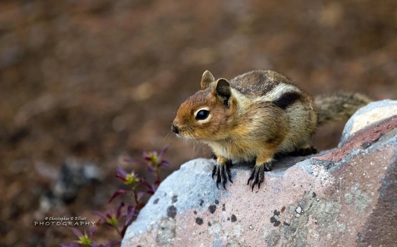 PNW Wildlife by Christopher D Elliott screenshot 4