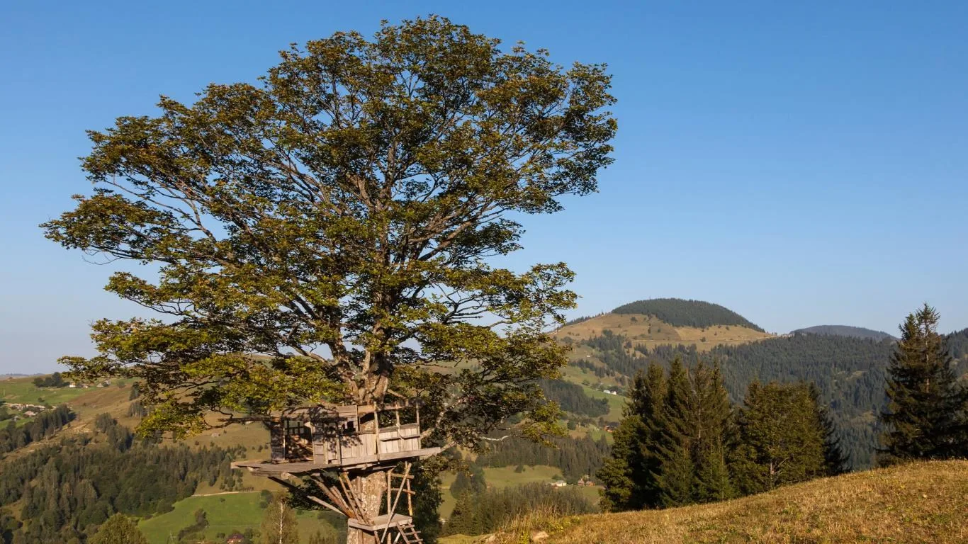 Treehouses screenshot 4