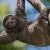 Sloths