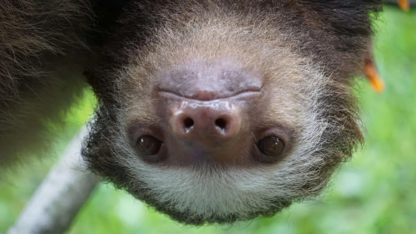 Sloths screenshot 1