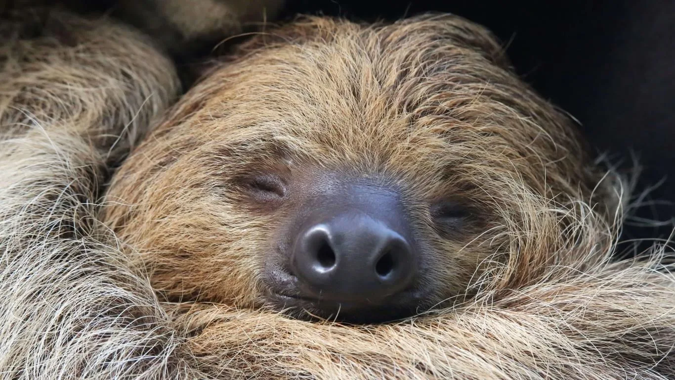 Sloths screenshot 2