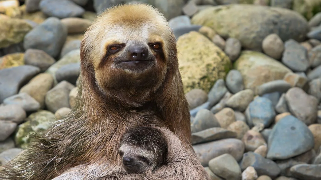 Sloths screenshot 3