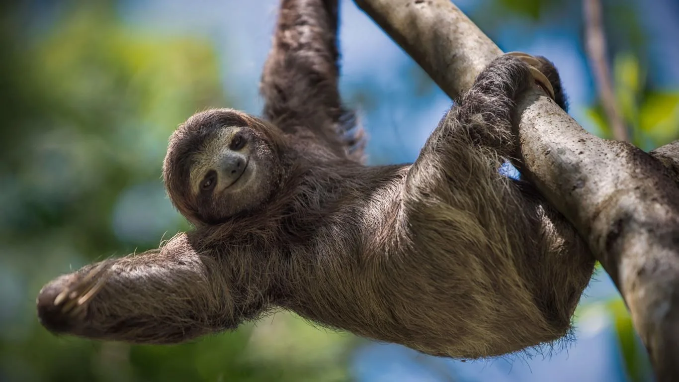 Sloths screenshot 4