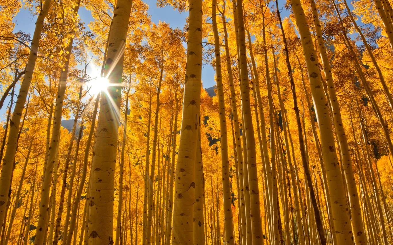 Autumn Colors screenshot 3
