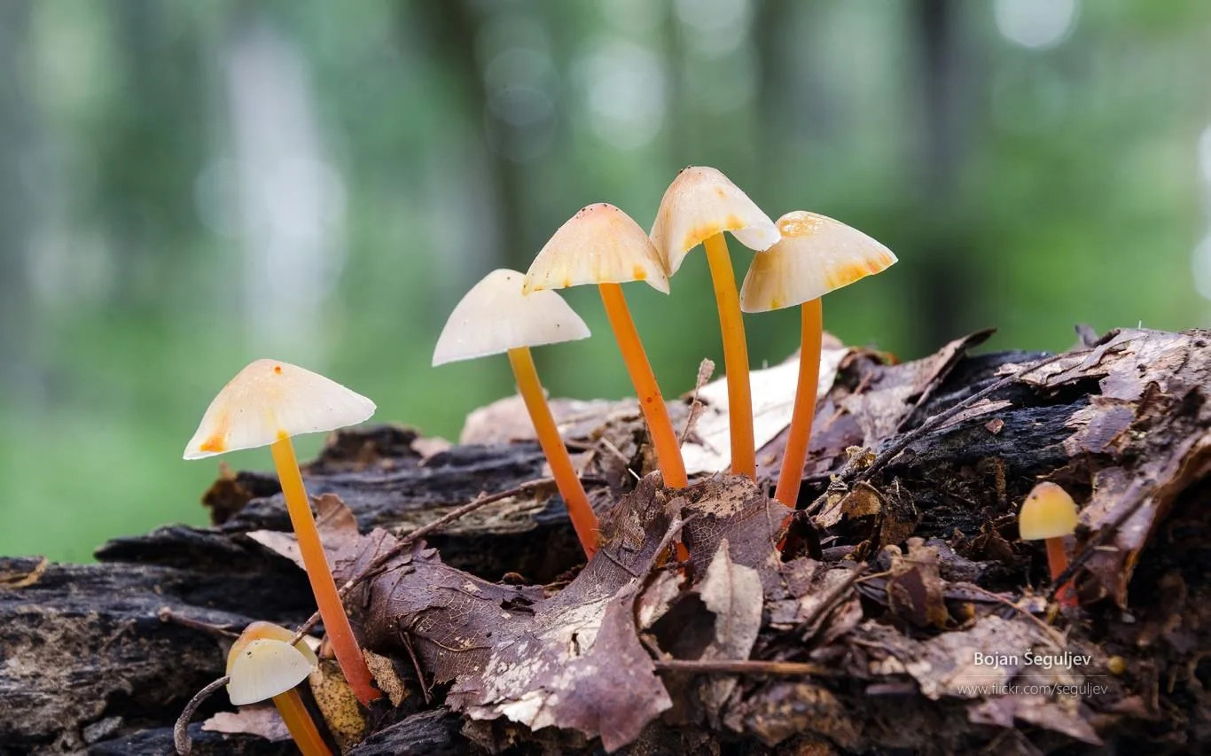 The Forest Floor by Bojan Šeguljev screenshot 1